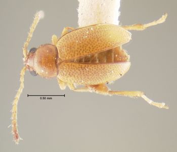 Media type: image;   Entomology 33922 Aspect: habitus dorsal view